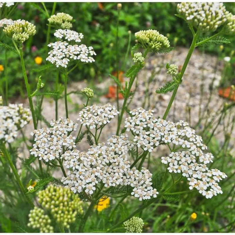 Healing Herbs Garden Kit